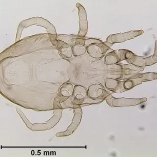 thumbnail for publication: Chicken Mite (Other Common Names: Poultry Red Mite, Roost Mite) Dermanyssus gallinae (De Geer) (Arachnida: Acari: Dermanyssidae)